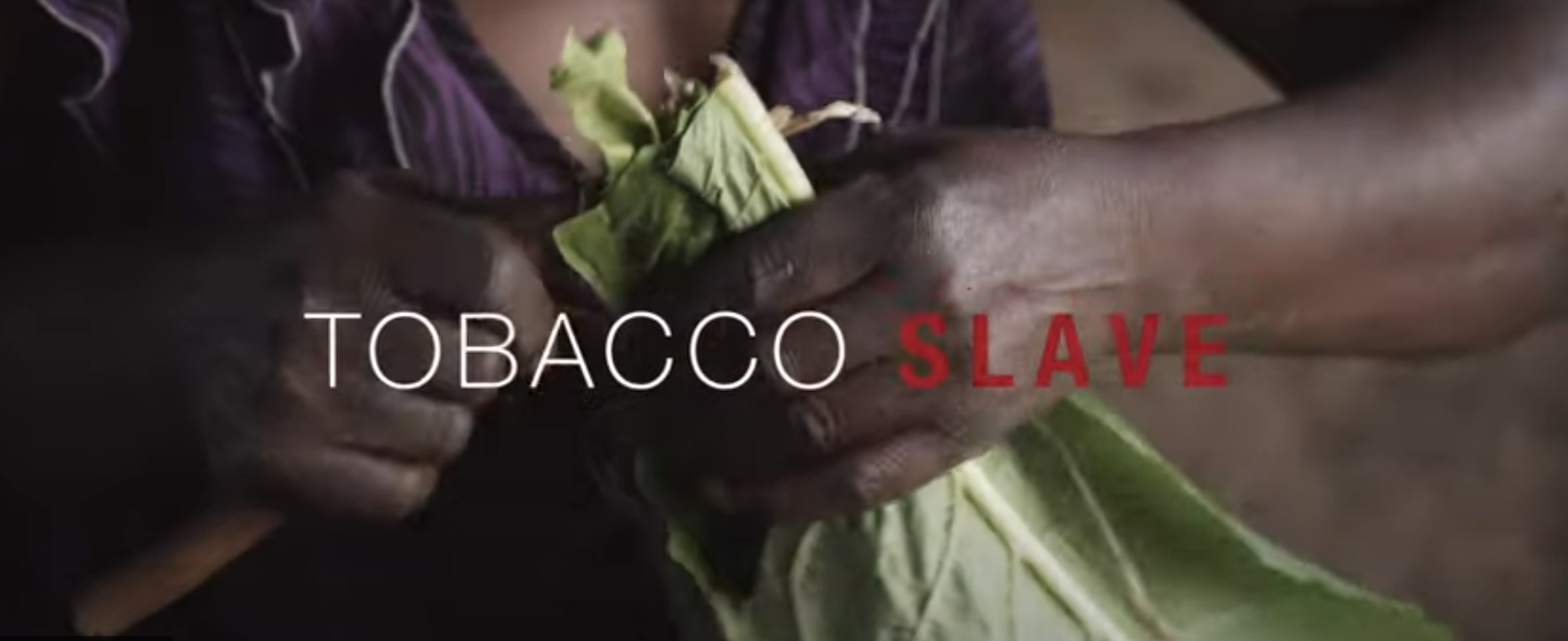 Tobacco slave